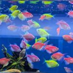 Glow Tetra Assorted - Image 4