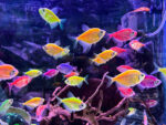 Glow Tetra Assorted - Image 6