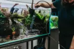 ⁦صيانة أحواض المياه العذبة والمزروعة والبرك — زيارة أو أكثر⁩ - الصورة ⁦2⁩