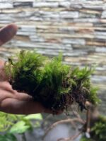 ⁦موس الريشة | Feather Moss⁩ - الصورة ⁦2⁩