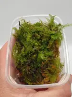 ⁦موس الريشة | Feather Moss⁩ - الصورة ⁦4⁩