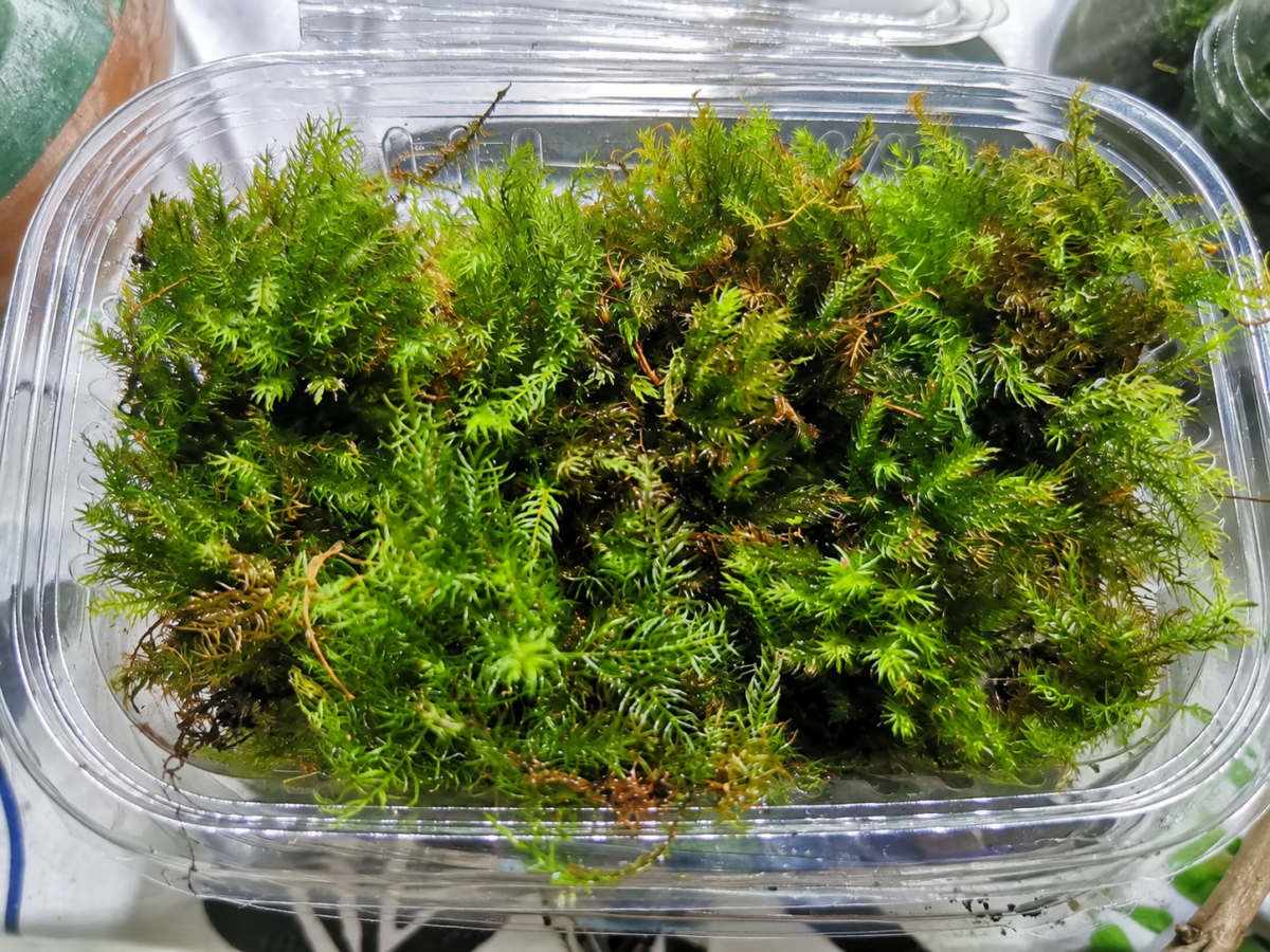 ⁦موس الريشة | Feather Moss⁩ - الصورة ⁦3⁩