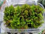 ⁦موس الريشة | Feather Moss⁩ - الصورة ⁦3⁩