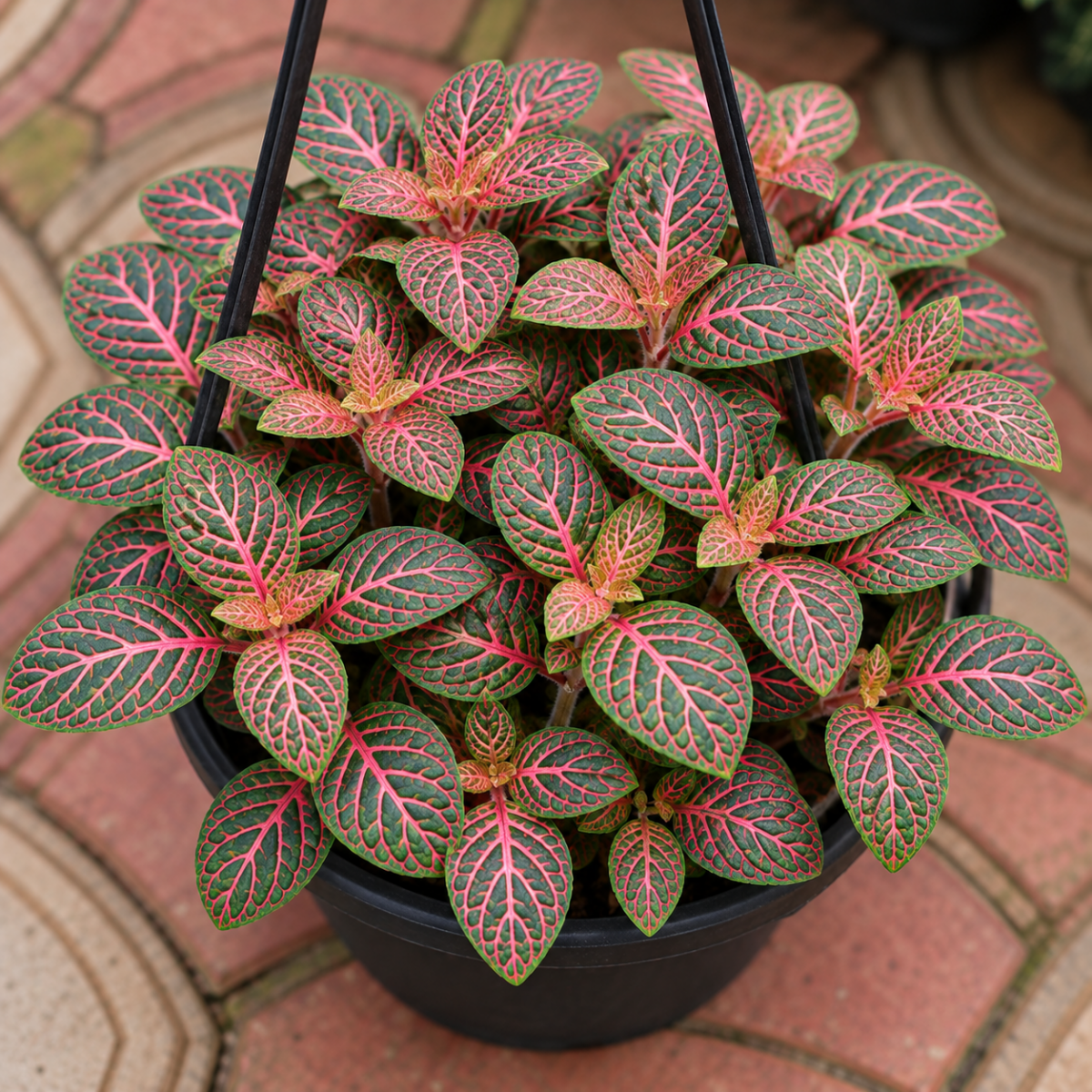 فيتونيا ريد | Fittonia Albivenis 'Red' - Image 6