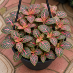 فيتونيا ريد | Fittonia Albivenis 'Red' - Image 6