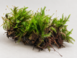 موس الريشة | Feather Moss