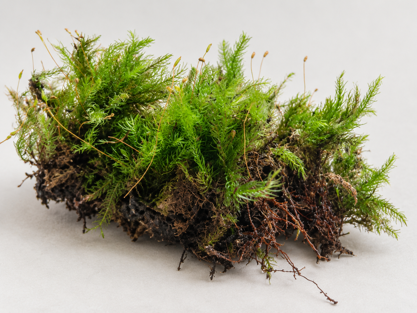 ChatGPT Image Oct 3, 2026, 12_03_40 AM موس الريشة | Feather Moss - الصورة 1