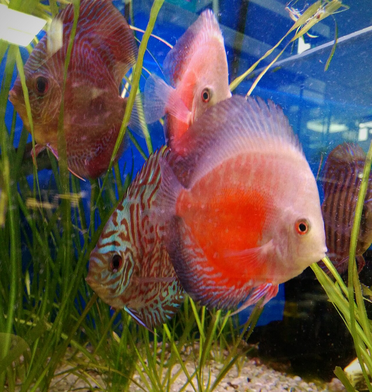 FSH77-assorted-grade-aa-discus-01 Assorted Grade AA DiscusX – mixed colour discus (Symphysodon sp.)