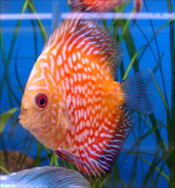 Pigeon Blood DiscusX – orange-red discus with fine dark spots