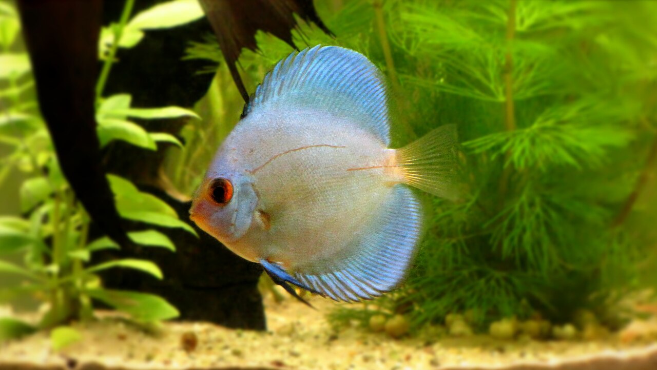 FSH79-blue-diamond-discus-01 Blue Diamond DiscusX – solid blue discus
