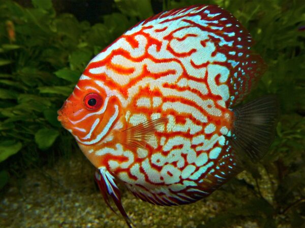 Super Red Turquoise DiscusX – red and turquoise patterned discus