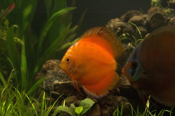 Red Melon DiscusX – solid orange-red discus
