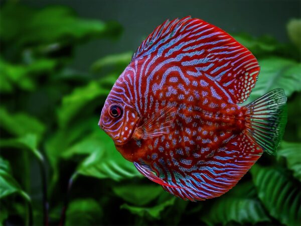 Red Ruby DiscusX – deep red discus (Symphysodon sp.)