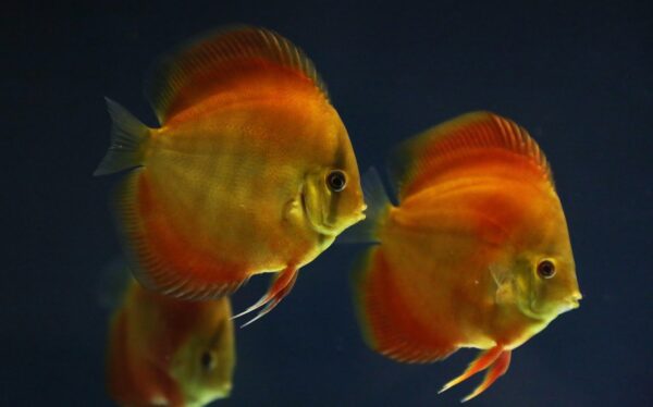 Red Cover DiscusX – red discus