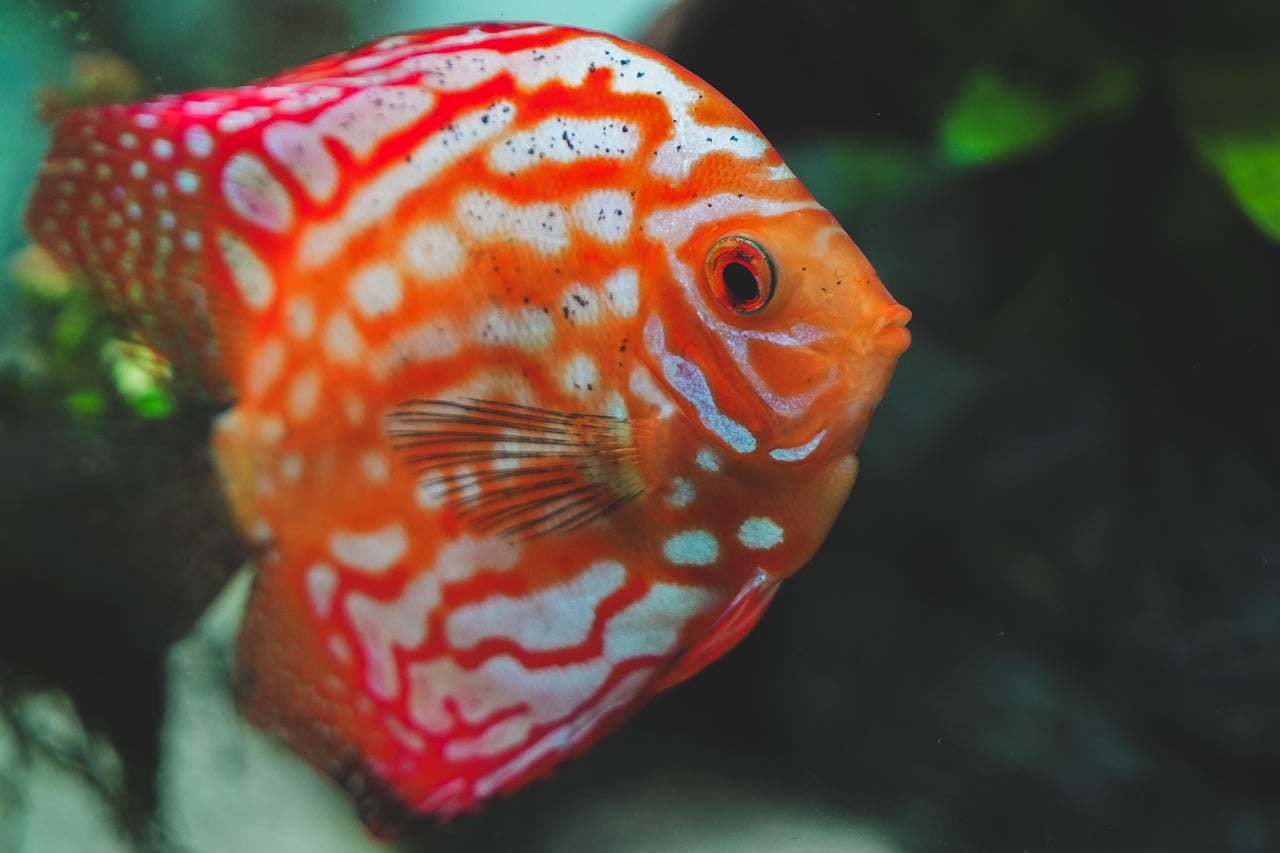 FSH85-red-and-white-discus-01 Red & White DiscusX – red pattern on a white base