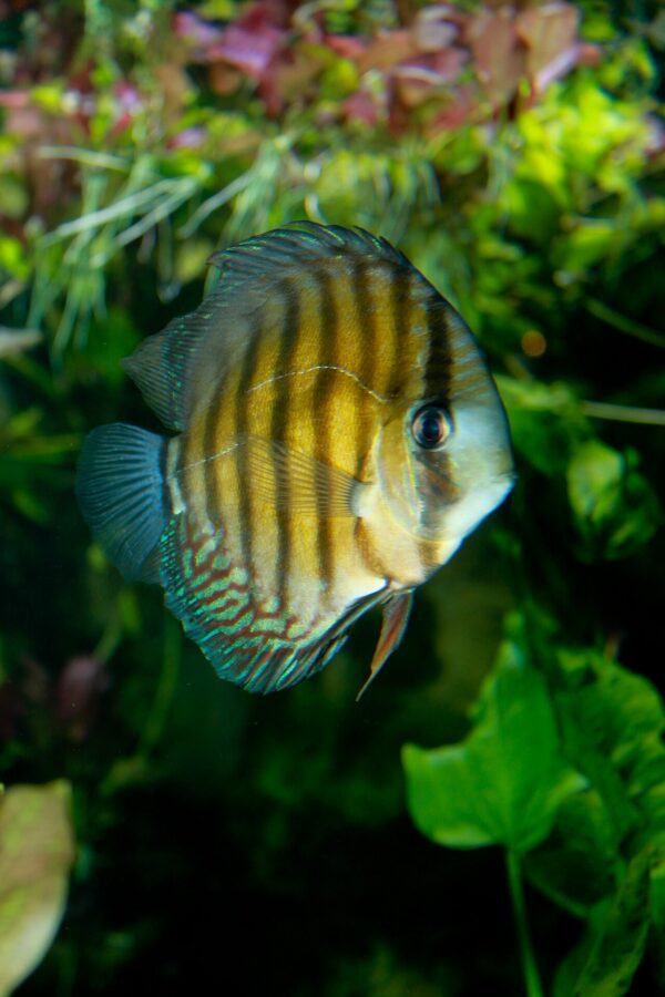 Altum Flora DiscusX – wild-type brown discus with dark vertical bars