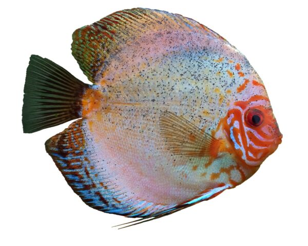 Albino Red Cover DiscusX – albino discus with red colour