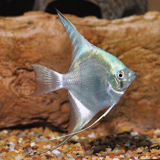 سمكة بلو دايموند انجل (Blue Diamond Angelfish / Pterophyllum scalare)