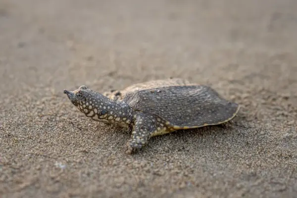 سلحفاة سوفت شيل (Softshell Turtle / Apalone sp.)