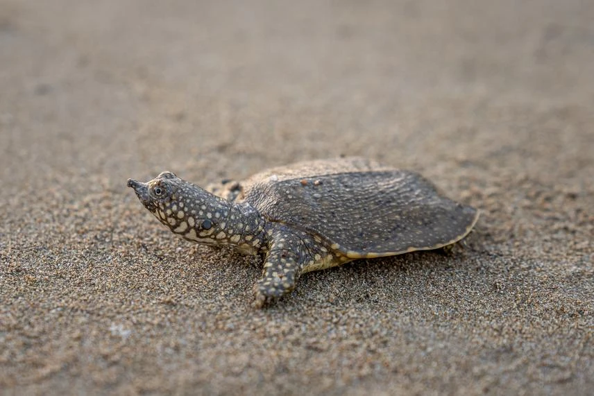 Softshell Turtle – Live Aquatic Turtle (Apalone sp.) سلحفاة سوفت شيل (Softshell Turtle / Apalone sp.)