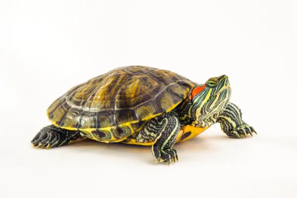 سلحفاة ريد إيرد سلايدر بالغة (Red Eared Slider / Trachemys scripta elegans)