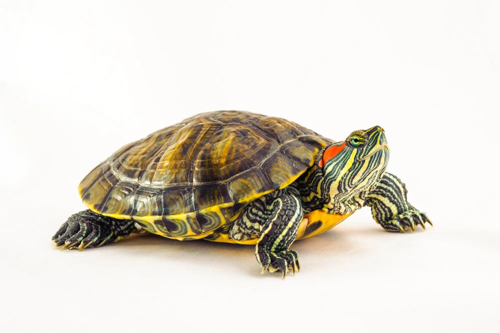 Adult Red Eared Slider Turtle – Trachemys scripta elegans سلحفاة ريد إيرد سلايدر بالغة (Red Eared Slider / Trachemys scripta elegans)