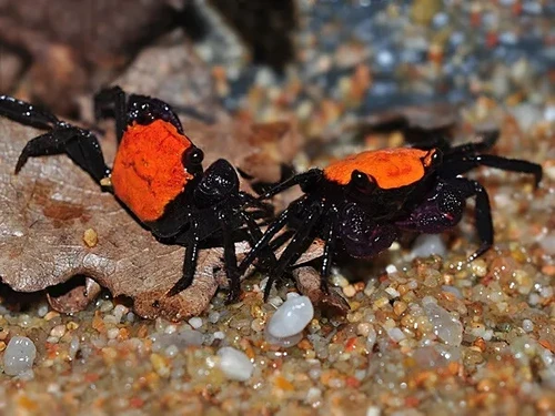كابوريا ريد فامباير (Red Vampire Crab / Geosesarma sp.)