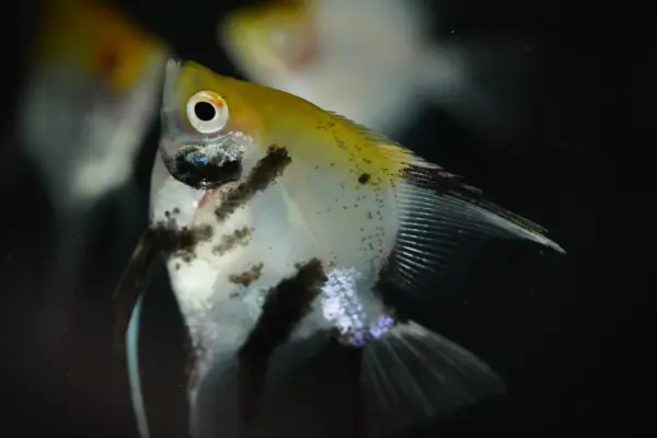 أنجل كوي رأس أصفر (Yellow Head Koi Angelfish)