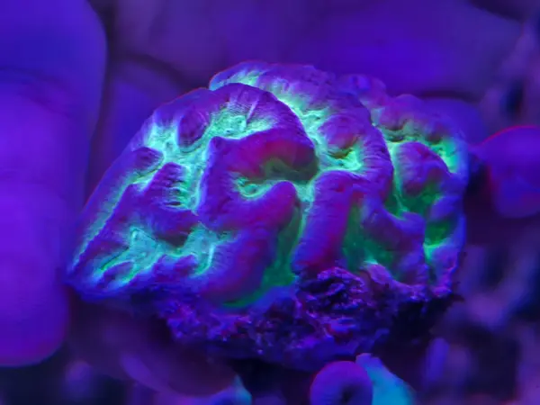 مرجان الدماغ أكان | Acan Brain Coral بألوان بنفسجية وخضراء زاهية