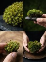 ⁦بول موس | Moss Ball⁩ - الصورة ⁦2⁩