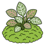 Terrarium Plants & Moss