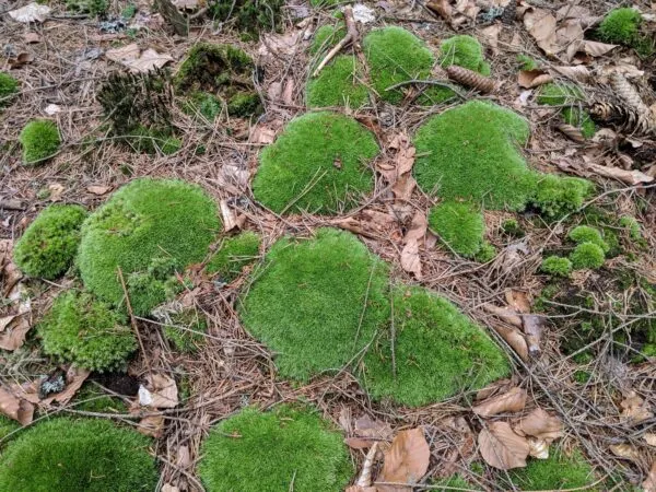 Cushion Moss Leucobryum glaucum mounds
