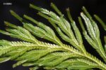 ⁦سبايك موس | Spike Moss⁩ - الصورة ⁦4⁩