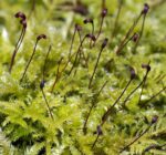 Feather Moss