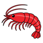 Shrimp, Snails & Invertebrates