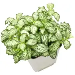 Fittonia Albivenis 'Green'