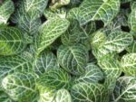 Fittonia Albivenis Green