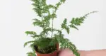⁦سبايك موس | Spike Moss⁩ - الصورة ⁦2⁩