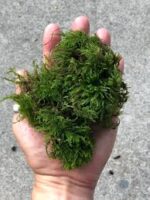 ⁦موس الريشة | Feather Moss⁩ - الصورة ⁦6⁩
