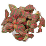 فيتونيا ريد | Fittonia Albivenis 'Red'