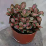 فيتونيا ريد | Fittonia Albivenis 'Red' - Image 5