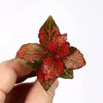 فيتونيا ريد | Fittonia Albivenis 'Red' - Image 2