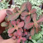 فيتونيا ريد | Fittonia Albivenis 'Red' - Image 4