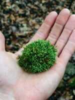 Green moss ball held in a hand