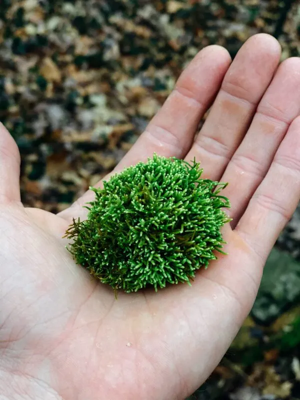 Green moss ball held in a hand