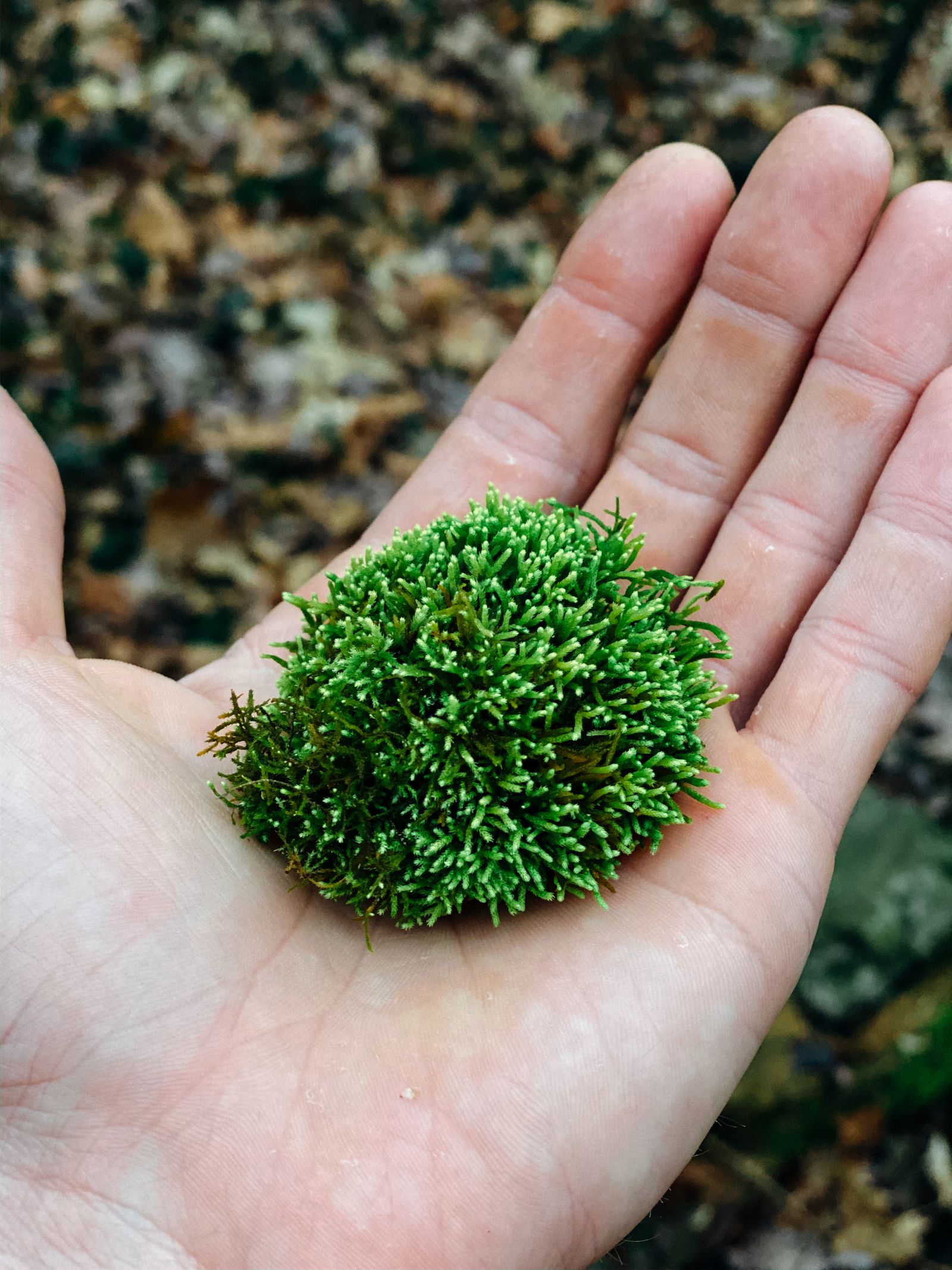 Moss Ball Green moss ball held in a hand