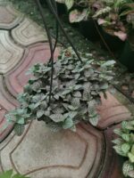 Fittonia Albivenis 'Green' - Image 3