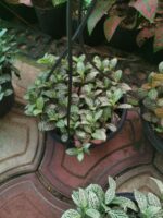 Fittonia Albivenis 'Green' - Image 4