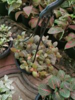 فيتونيا ريد | Fittonia Albivenis 'Red' - Image 3